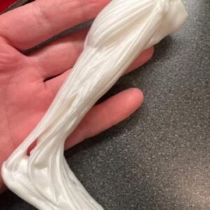 Anatomical Model - Image 3