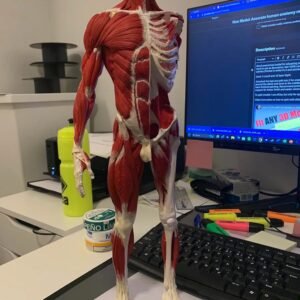 Anatomical Model - Image 1