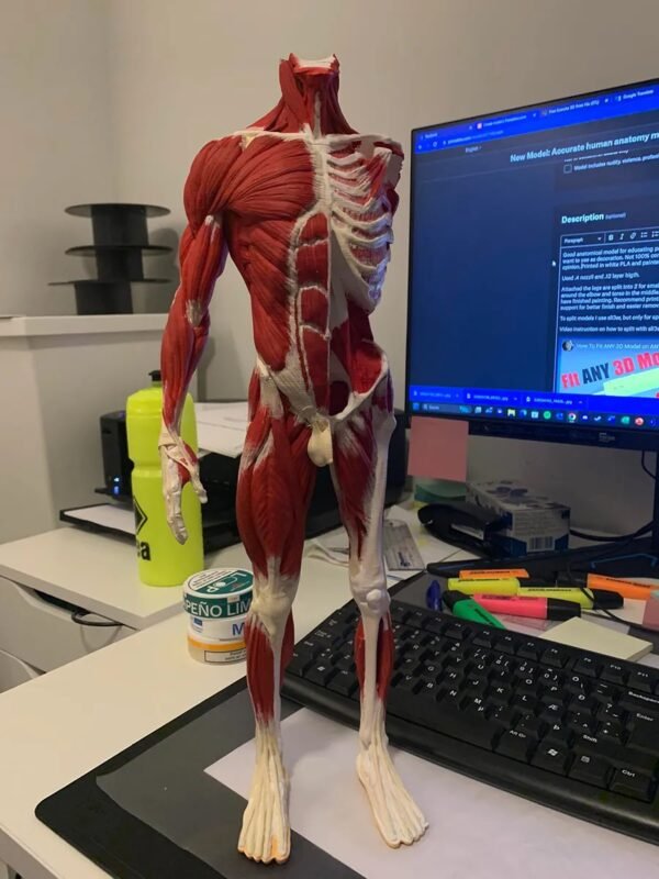 Anatomical Model