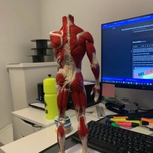 Anatomical Model - Image 2