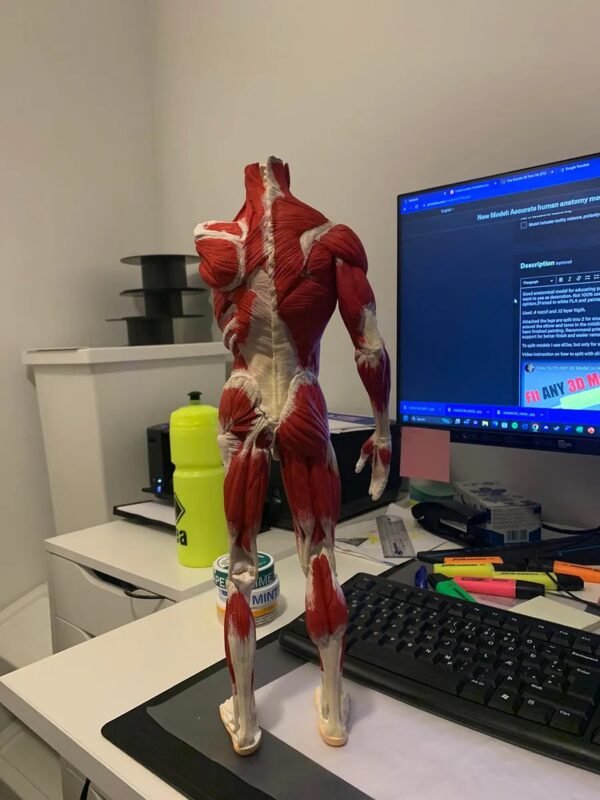 Anatomical Model