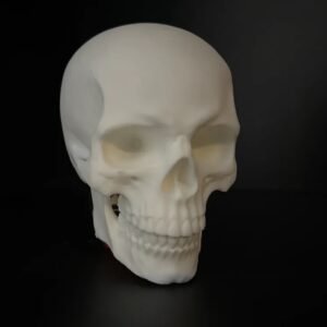 Human Skull - Image 2