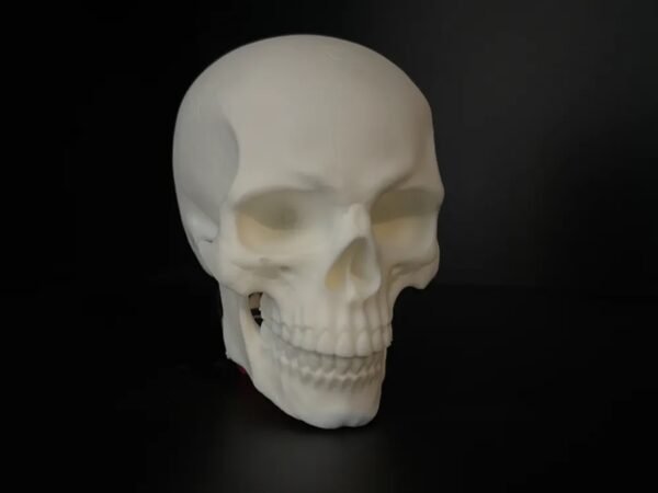 Human Skull