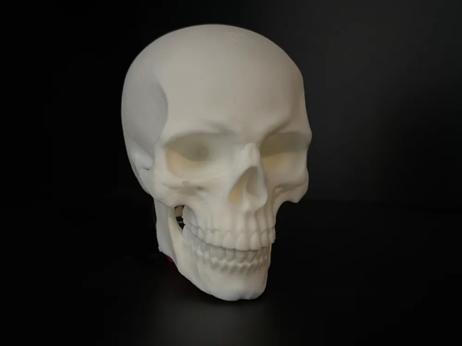 Human Skull - Image 2