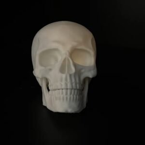Human Skull - Image 3
