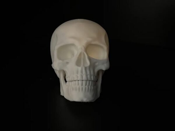 Human Skull