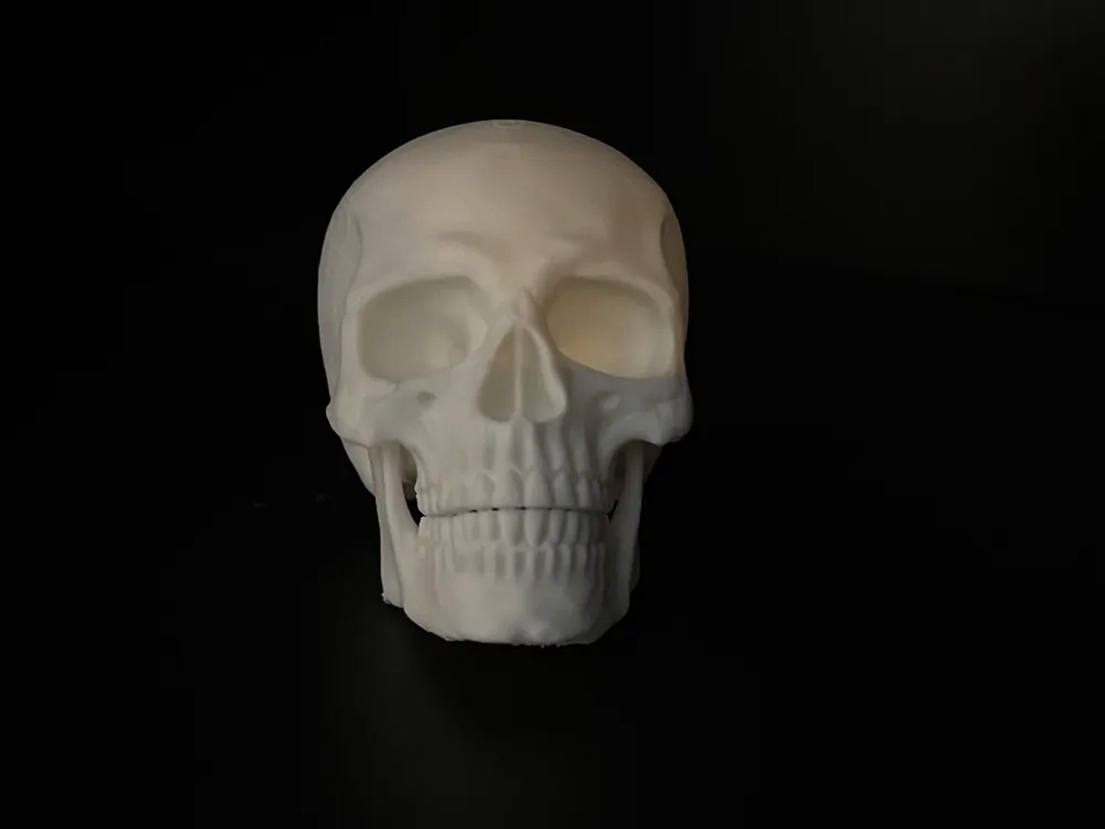 Human Skull - Image 3