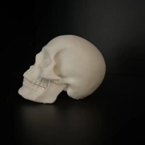 Human Skull - Image 4
