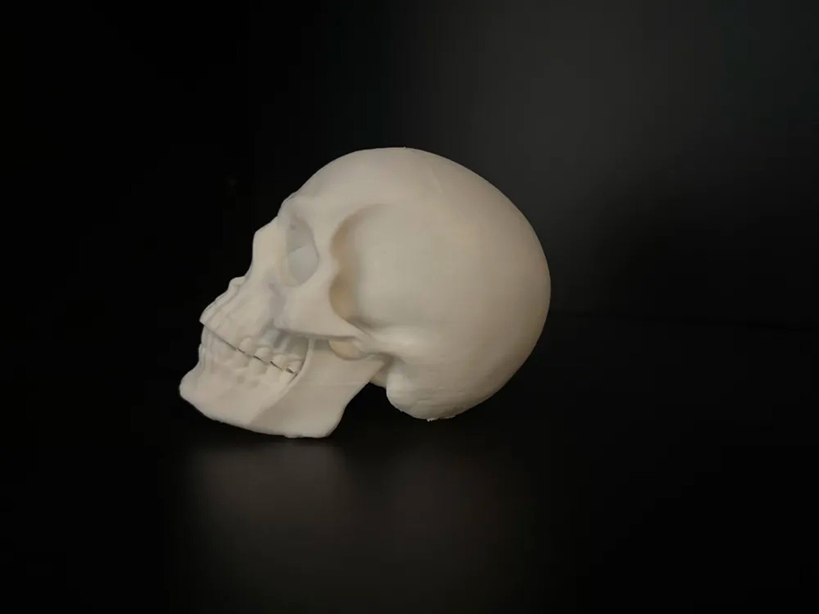 Human Skull - Image 4