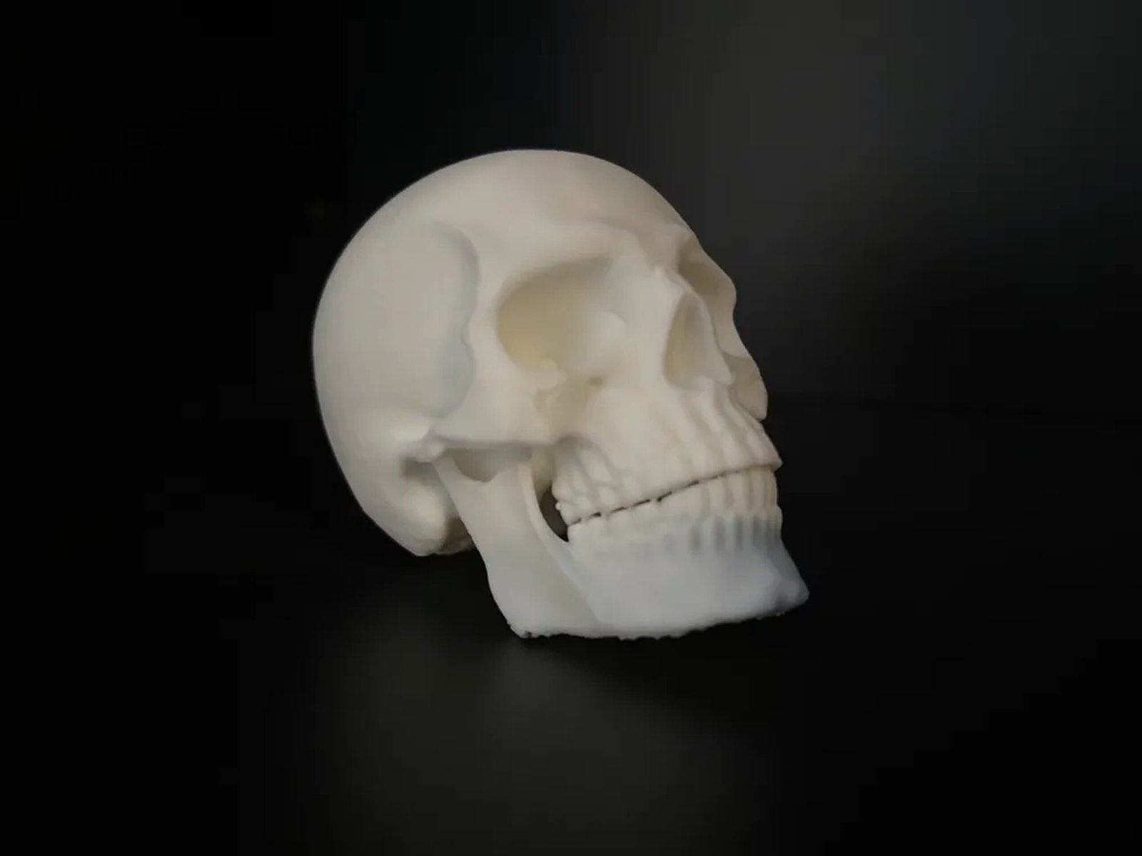 Human Skull - Image 5