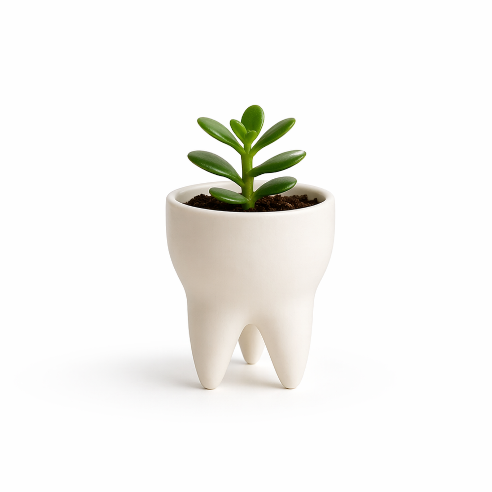 Tooth Planter